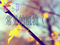 《常见的植物》PPT课件 (10)-七年级上册科学浙教版