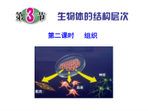 《生物体的结构层次》(第二课时)PPT课件-七年级上册科学浙教版