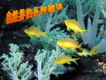 《生物与非生物》PPT课件 (3)-七年级上册科学浙教版