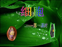 《细胞》PPT课件 (4)-七年级上册科学浙教版