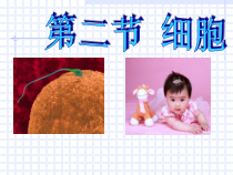 《细胞》PPT课件 (6)-七年级上册科学浙教版