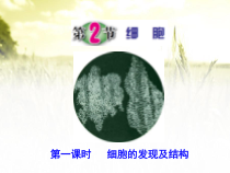 《细胞结构》PPT课件-七年级上册科学浙教版