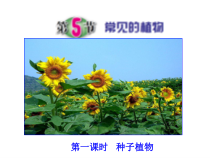 2.5《常见的植物》PPT课件-七年级上册科学浙教版