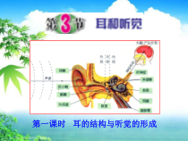 《耳和听觉》PPT课件 (2)-七年级下册科学浙教版
