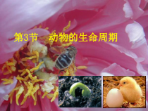 《动物的生长时期》PPT课件-七年级下册科学浙教版