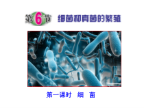 《细菌和真菌的繁殖（二）》PPT课件 (2)-七年级下册科学浙教版