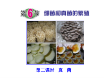 《细菌和真菌的繁殖（二）》PPT课件-七年级下册科学浙教版