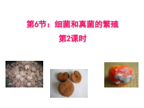 《细菌和真菌的繁殖》PPT课件 (3)-七年级下册科学浙教版