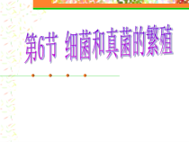 《细菌和真菌的繁殖》PPT课件 (2)-七年级下册科学浙教版