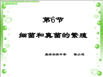《细菌和真菌的繁殖》PPT课件 (5)-七年级下册科学浙教版