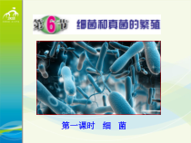 《细菌和真菌的繁殖》PPT课件 (4)-七年级下册科学浙教版