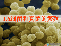 《细菌和真菌的繁殖》PPT课件 (6)-七年级下册科学浙教版
