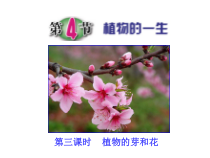 《植物的一生》（第三课时）PPT课件 (2)-七年级下册科学浙教版