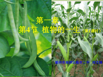 《植物的一生》（第一课时）PPT课件1-七年级下册科学浙教版