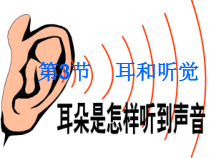 2.3《耳和听觉（一）》PPT课件-七年级下册科学浙教版