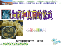 1.6《细菌和真菌的繁殖》（第1课时）PPT课件-七年级下册科学浙教版