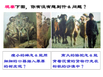 3.7《压强》(第一课时)PPT课件-七年级下册科学浙教版