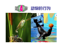 《动物的行为》PPT课件 (2)-八年级上册科学浙教版