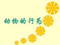 《动物的行为》PPT课件1-八年级上册科学浙教版