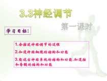 《神经调节》PPT课件 (3)-八年级上册科学浙教版-八年级上册科学浙教版