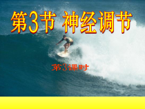 《神经调节》PPT课件 (5)-八年级上册科学浙教版-八年级上册科学浙教版