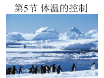 《体温的控制》PPT课件 (10)-八年级上册科学浙教版