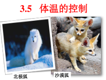 《体温的控制》PPT课件(1)-八年级上册科学浙教版