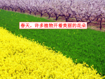 《植物生命活动的调节》PPT课件 (4)-八年级上册科学浙教版