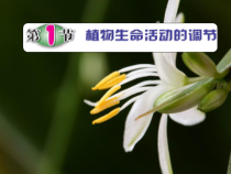 《植物生命活动的调节》PPT课件 (5)-八年级上册科学浙教版