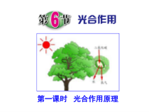 《光合作用》（第一课时）PPT课件-八年级下册科学浙教版