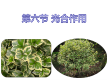 《光合作用》PPT课件 (3)-八年级下册科学浙教版