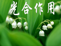 《光合作用》PPT课件 (2)-八年级下册科学浙教版
