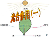 《光合作用》PPT课件 (6)-八年级下册科学浙教版