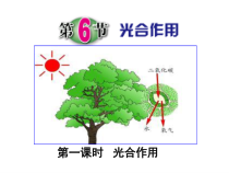 《光合作用》PPT课件-八年级下册科学浙教版