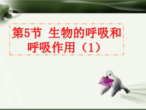 《生物的呼吸和呼吸作用（1）》PPT课件 (7)-八年级下册科学浙教版