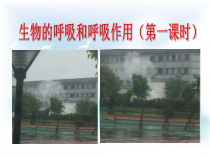 《生物的呼吸和呼吸作用》PPT课件-八年级下册科学浙教版