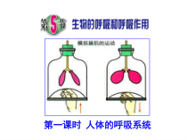 《生物的呼吸和呼吸作用》PPT课件-八年级下册科学浙教版