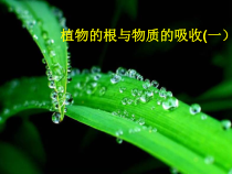 《植物的根与物质吸收（一）》PPT课件 (5)-八年级下册科学浙教版