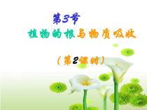 《植物的根与物质吸收教案（2）》PPT课件-八年级下册科学浙教版