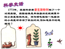 《植物的光合作用》PPT课件-八年级下册科学浙教版