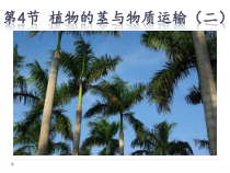 《植物的茎与物质运输（二）》PPT课件-八年级下册科学浙教版