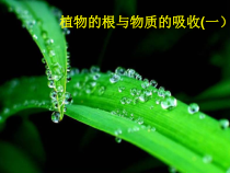 《植物的根与物质吸收》PPT课件 (10)-八年级下册科学浙教版