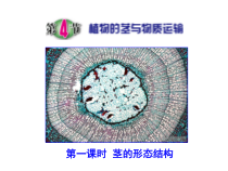 《植物的茎与物质运输》PPT课件 (1)-八年级下册科学浙教版
