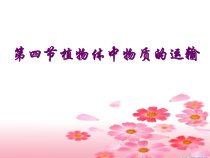 《植物的茎与物质运输》PPT课件 (2)-八年级下册科学浙教版