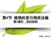 《植物的茎与物质运输》PPT课件 (3)-八年级下册科学浙教版