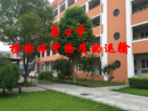 《植物的茎与物质运输》PPT课件 (5)-八年级下册科学浙教版