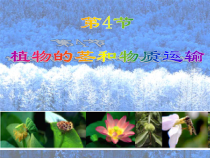 《植物的茎与物质运输》PPT课件-八年级下册科学浙教版