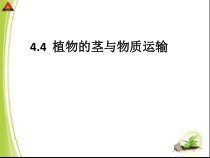 《植物的茎与物质运输》PPT课件-八年级下册科学浙教版
