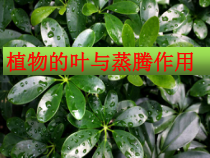 《植物的叶与蒸腾作用（第一学时）》PPT课件-八年级下册科学浙教版