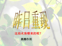 《植物的叶与蒸腾作用》PPT课件 (3)-八年级下册科学浙教版